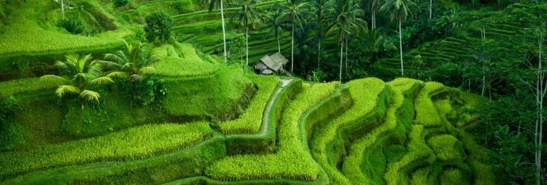 BALI Cooking