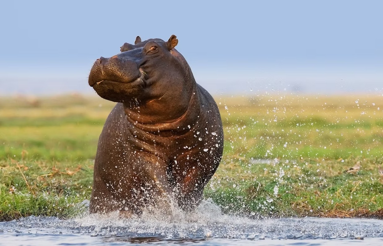 Majestic VIC FALLS - A'Zambezi River Lodge